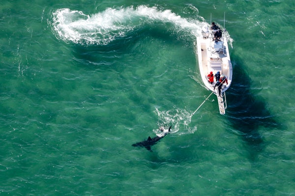 Aerial of Research vessel in water following a white shark.