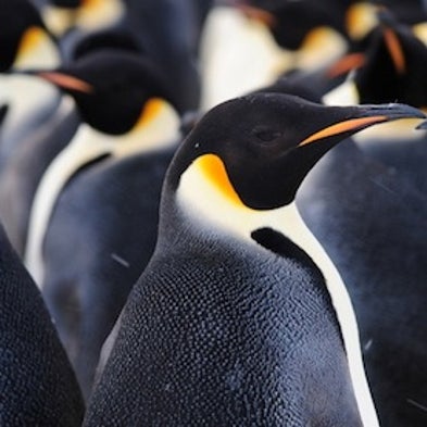 Seeking Antarctica’s Huddled Masses: Humans Make First Contact with Emperor Penguin Colony [Slide Show]