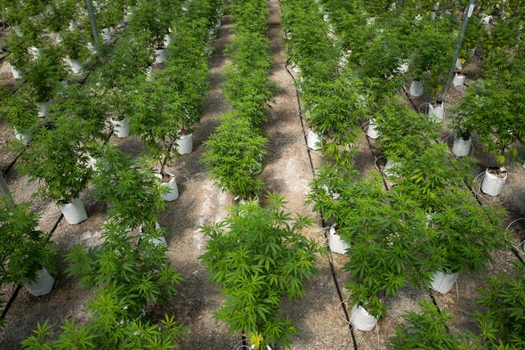 U.S. Called for New Marijuana Research Bids--but Granted No Approvals