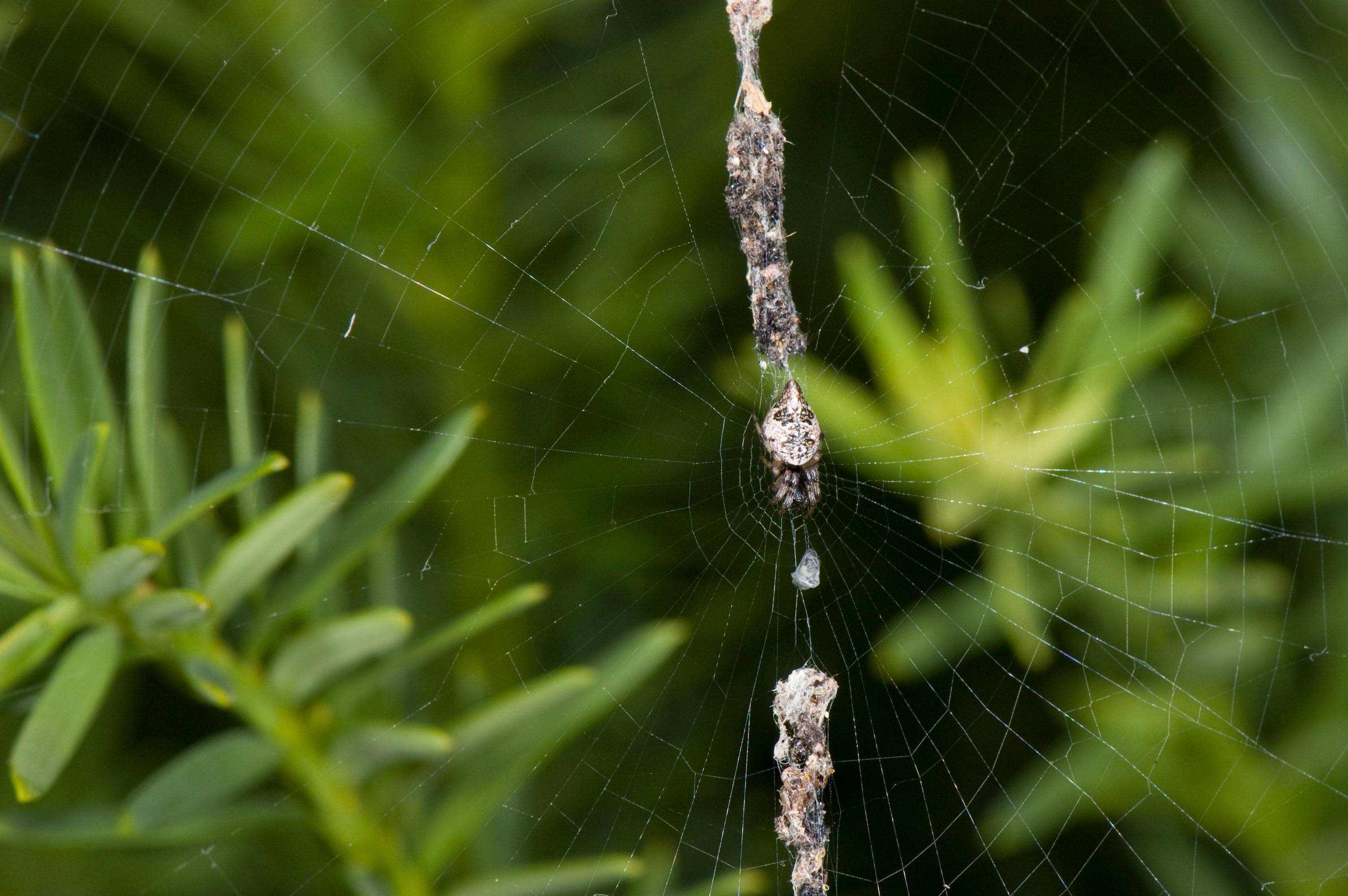 Die Spinnen Amerikas. Spiders; Spiders. Tab. II.. JKÄ^ b. Please note that  these images are extracted from scanned page images that may have been  digitally enhanced for readability - coloration and