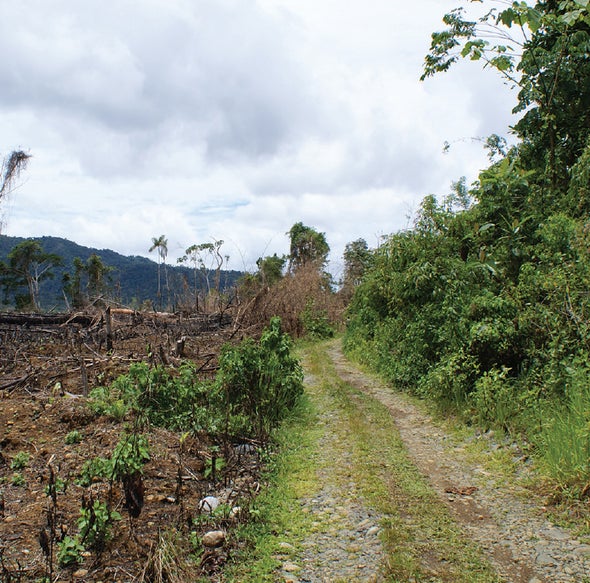 Good News: A Clear-Cut Rain Forest Can Have a Second Life