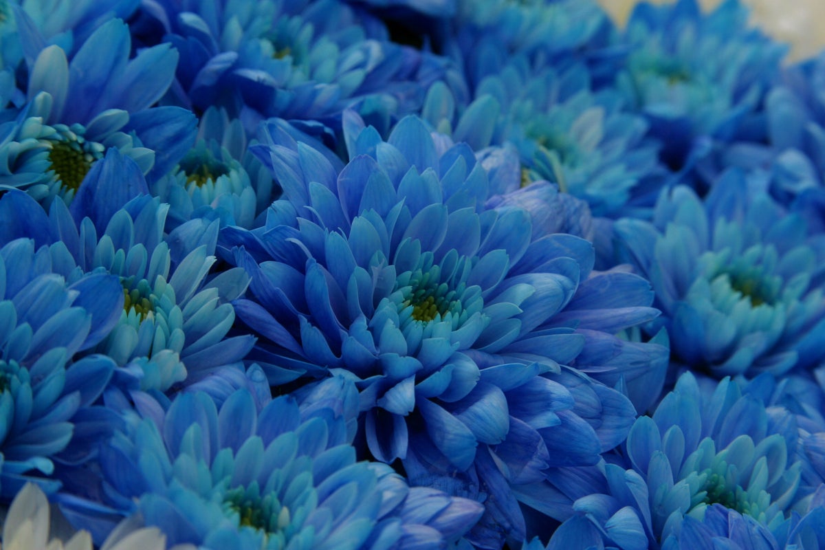 PHOTOS: Japanese Scientists Turn Chrysanthemums 'True Blue' : The