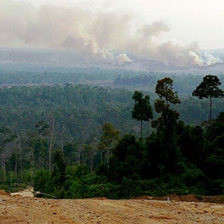 Is Harvesting Palm Oil Destroying The Rainforests? - Scientific American