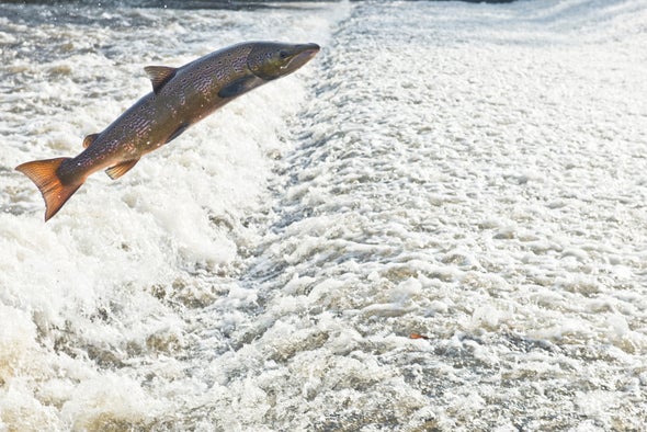 Farmed and Dangerous? Pacific Salmon Confront Rogue Atlantic Cousins