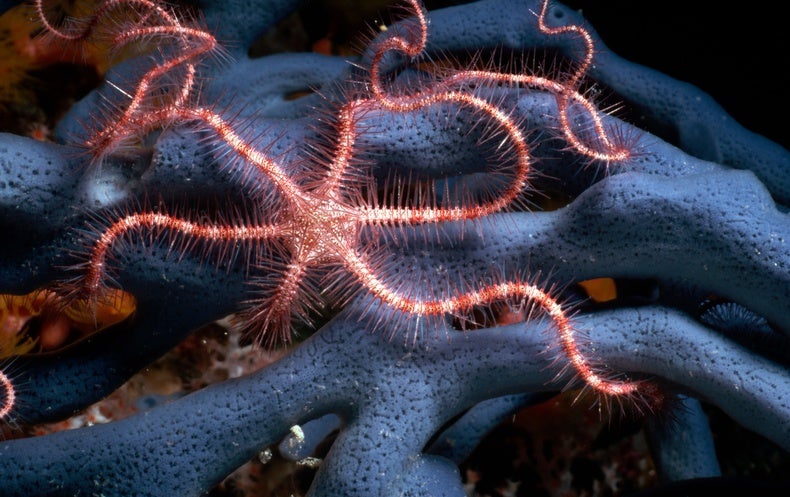 The Brittle Star That Sees with Its Body - Scientific American