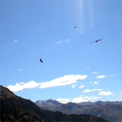 WildObs