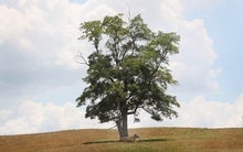 Putting Cows in Forests Could Prevent Heat-Related Losses