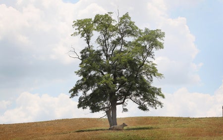 A cow finds shade in a parched pasture under a tree on July 16, 2012, near Uniontown, Kentucky.