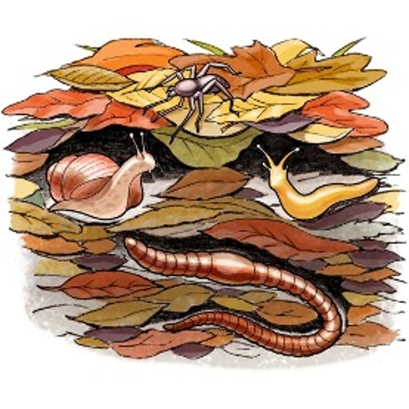 Seasonal Science What Lurks in the Leaf Litter? Scientific American