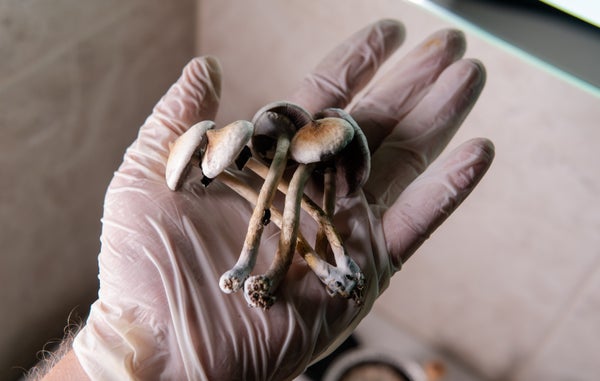 Psilocybin mushrooms held in a gloved hand.