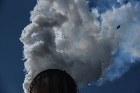 A bird flying by the emissions from a power plant