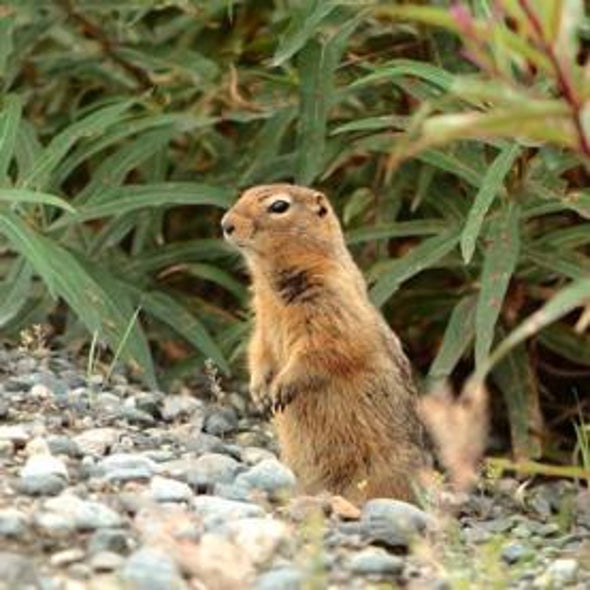 What the Supercool Arctic Ground Squirrel Teaches Us about the Brain's Resilience