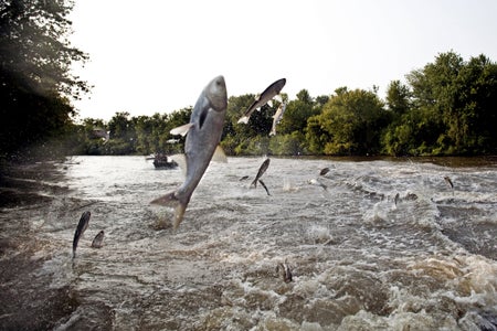 Leaping Asian Carp