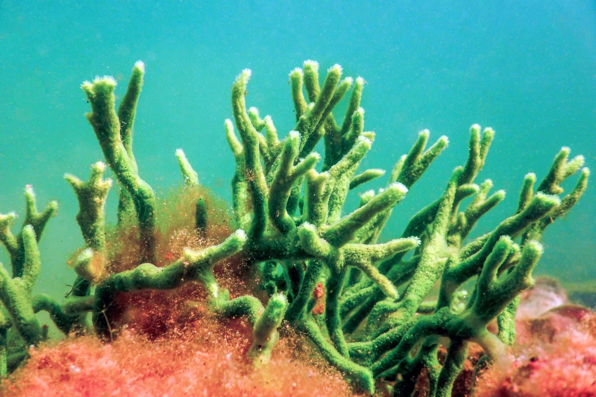 Individual Natural Sea Sponge
