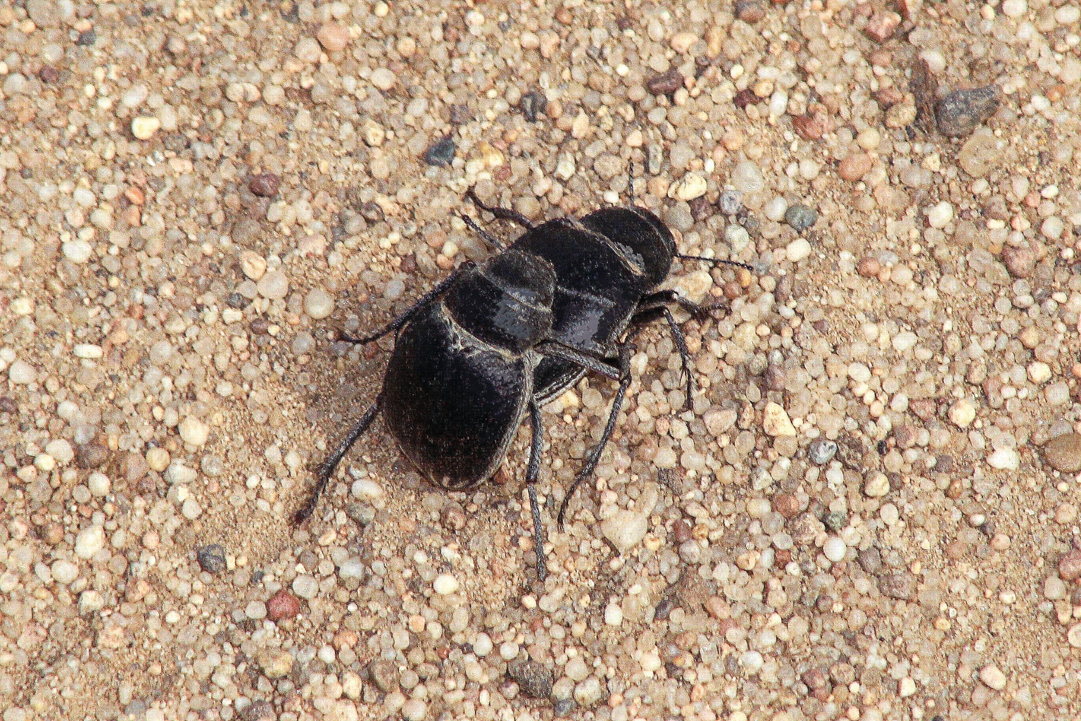 Desert Beetles Rely on Oral Sex for Successful Mating thumbnail