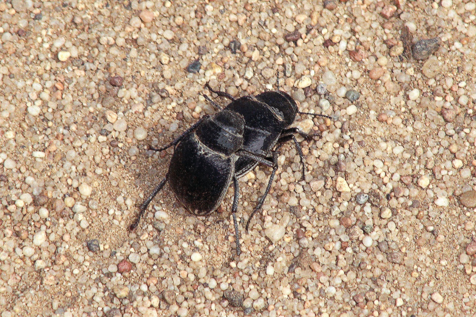 Desert Beetles Rely on Oral Sex for Successful Mating | Scientific American