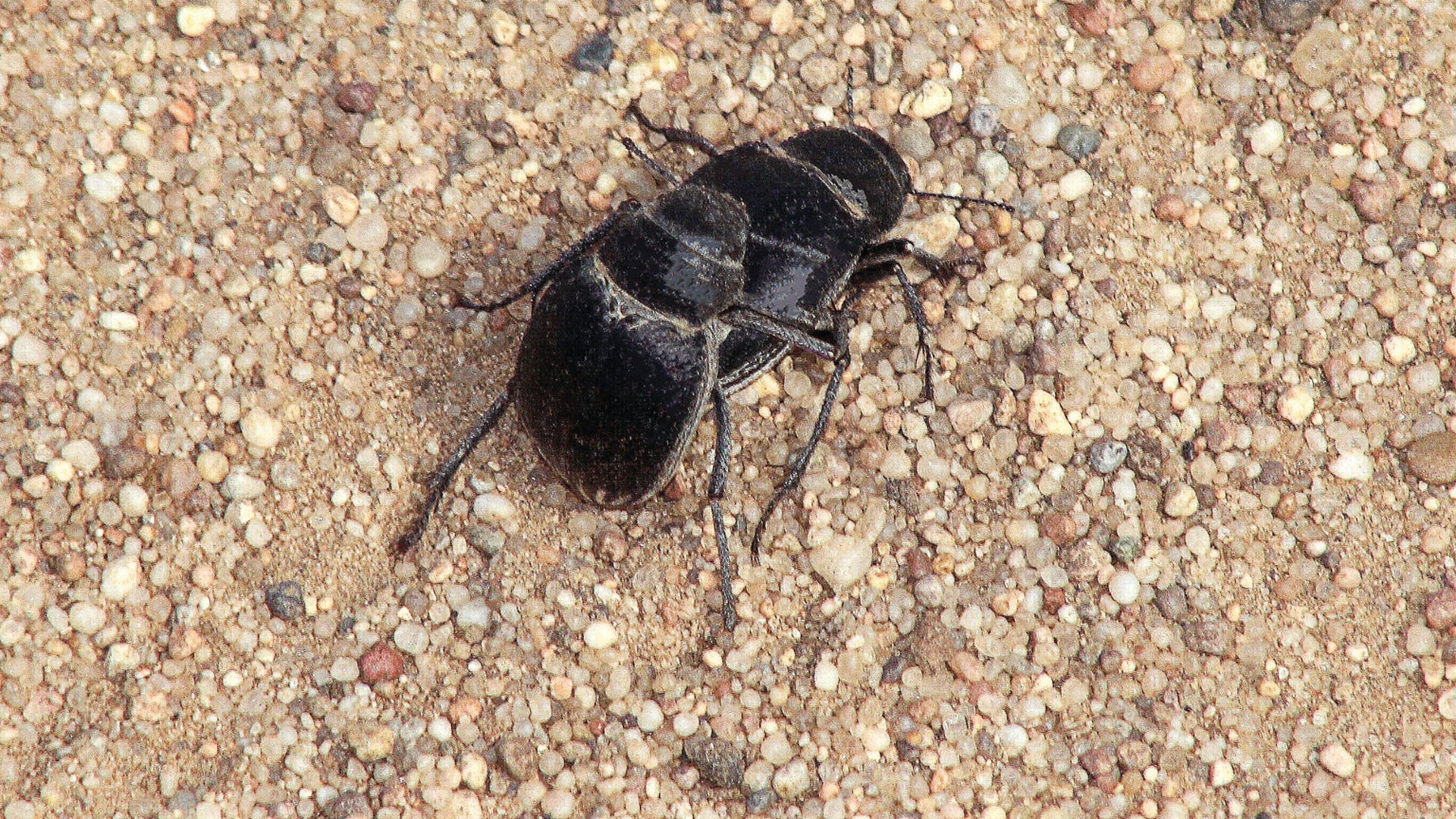 Desert Beetles Rely on Oral Sex for Successful Mating | Scientific American