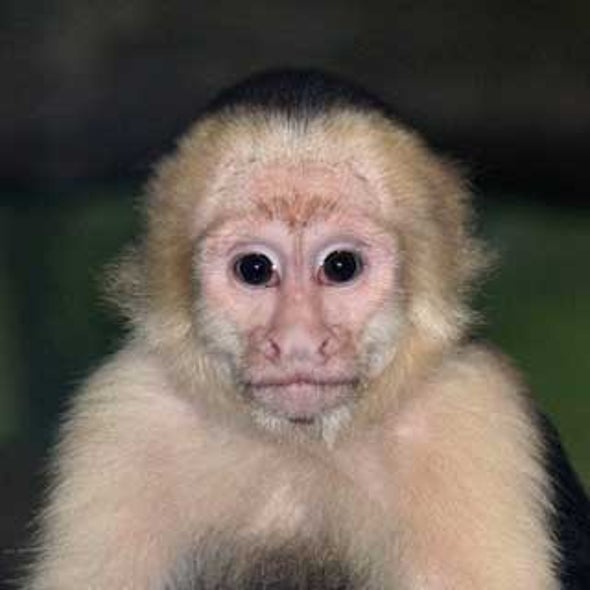 Human See, Human Do--And That Goes for Monkeys, Too