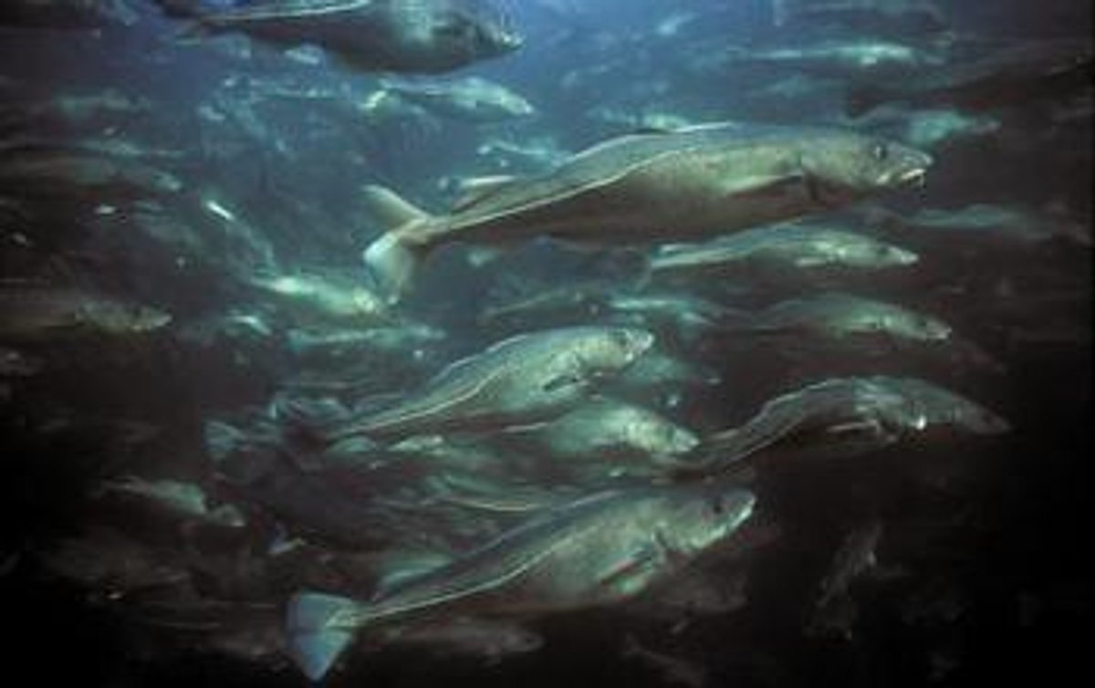 Cod Could Cope with Constrained Climate Change | Scientific American