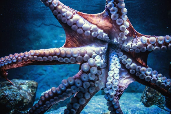Octopus Skin Inspires Clothes That Double as Displays