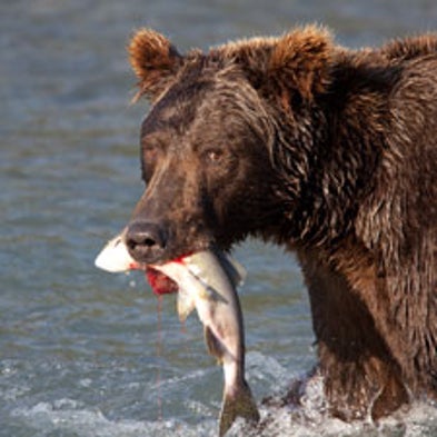 Grizzly Details: Salmon Collapse Could Be Bad News for Bears [Slide Show]