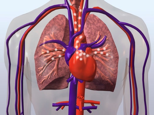 Drugged Gut Microbiome Cuts Heart Risk in Mice
