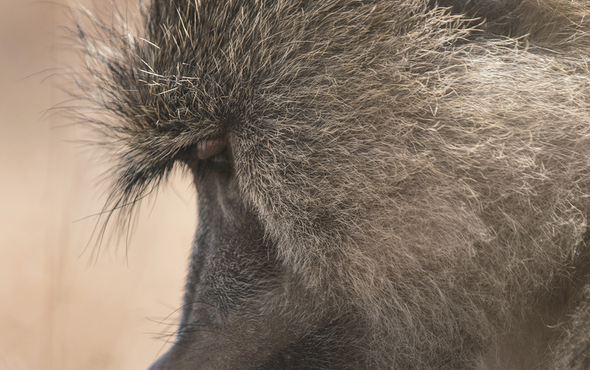 The Social Lives of the Amboseli Baboons