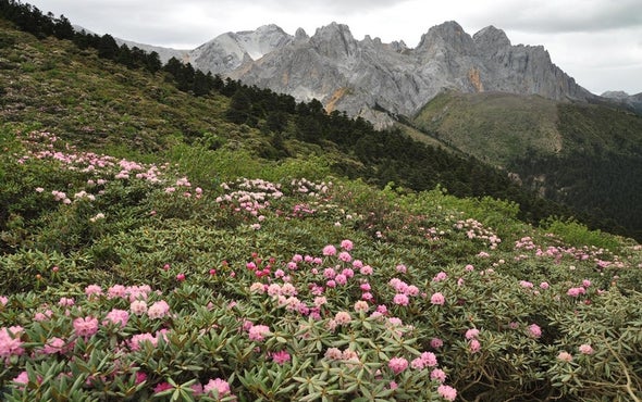 Species Split When Mountains Rise
