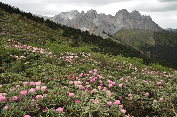 Species Split When Mountains Rise