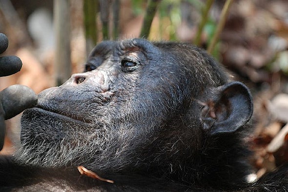 Captive U.S. Chimps Now Have Endangered Species Protection
