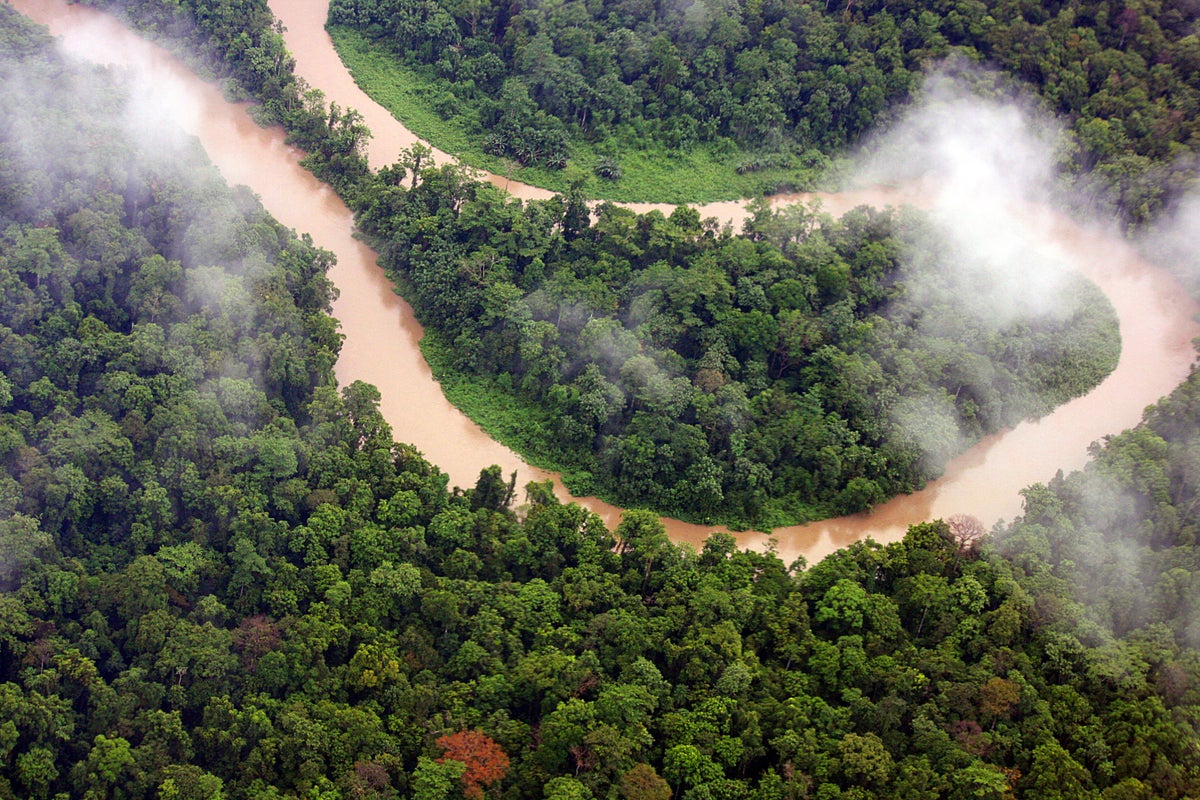 What a Healthy Jungle Sounds Like | Scientific American