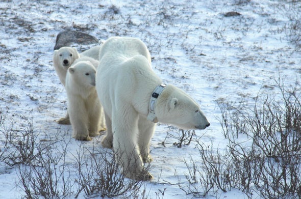 Polar Bears' Dropped GPS Collars Reveal How Ice Drifts