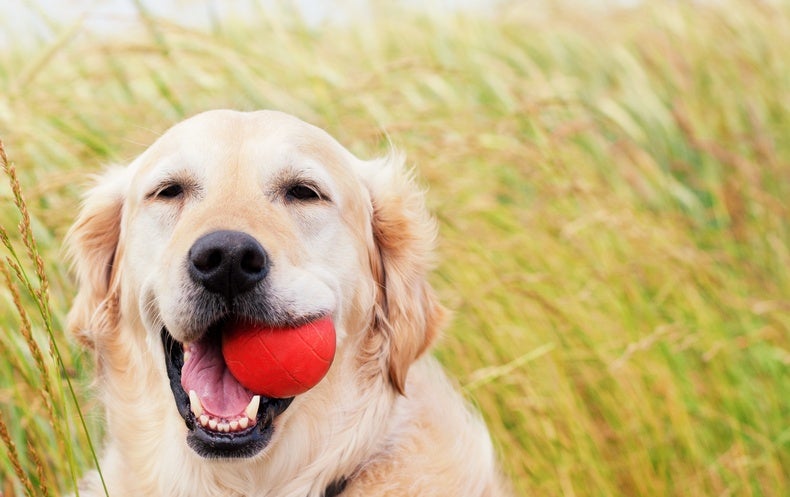 Good News For Dogs With Cancer Scientific American