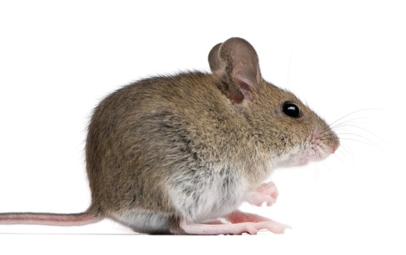 Nyc Mice Are Packed With Pathogens Scientific American,Pork Rib Rub Texas