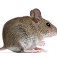 Alien Abduction or “Accidental Awareness”? - Scientific American