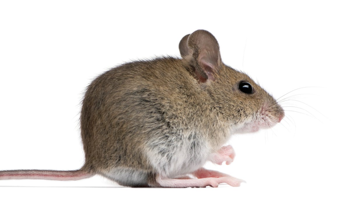 NYC Mice Are Packed with Pathogens | Scientific American