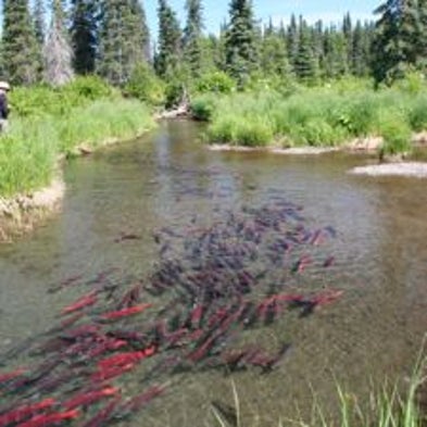 Taking Stock in Diversity: Species with a Varied Population "Portfolio" Thrive