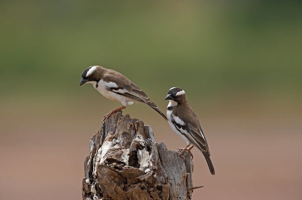 Two brown and white birds perched on a piece of wood.