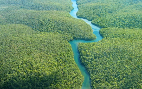 Plants Dominate the Planet's Biomass