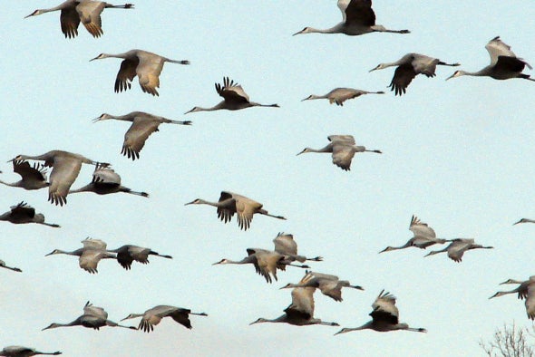 Climate Change Might Make Birds Mis-Time Their Migrations