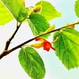 What Is Gymnema Sylvestre and Can It Kill Sugar Cravings?