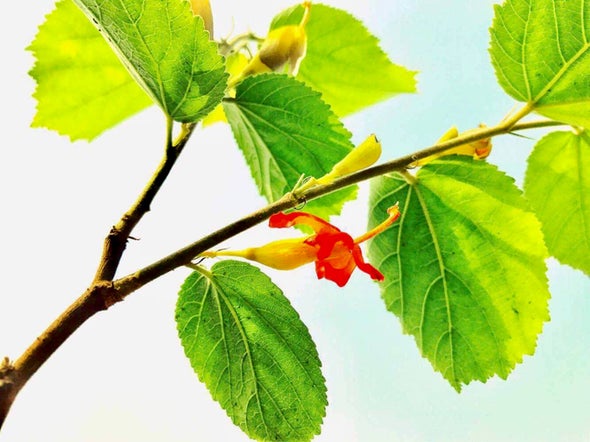 What Is Gymnema Sylvestre and Can It Kill Sugar Cravings?