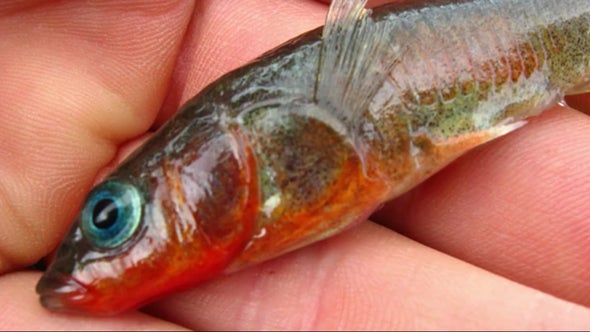 Small Fish Takes Fast-Evolution Track