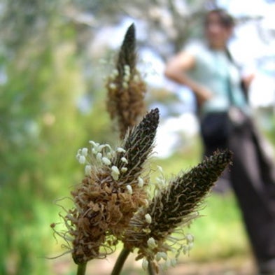 Weed-Whacking Herbicide Proves Deadly to Human Cells