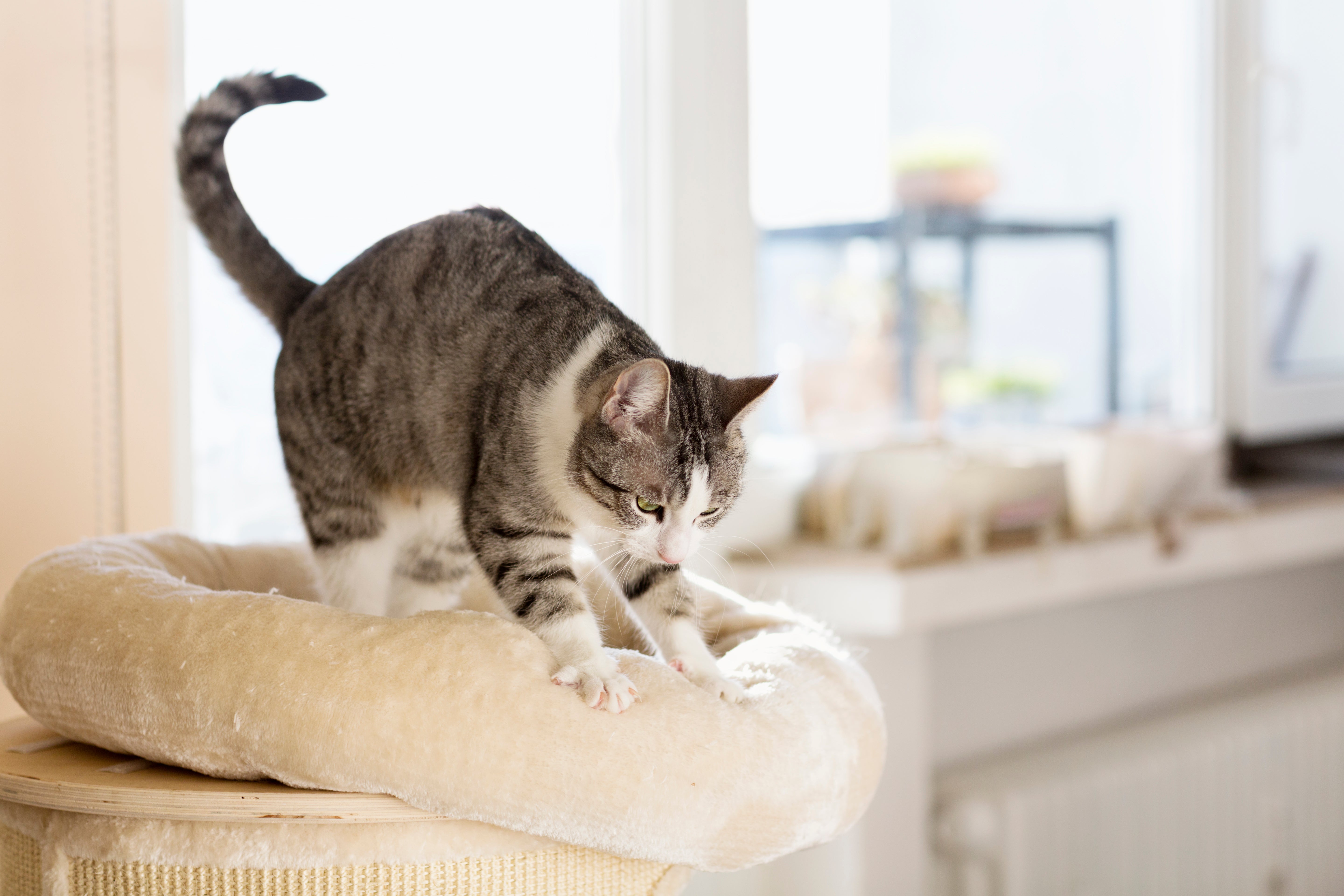 Why Do Cats Knead Like They're Making Biscuits?