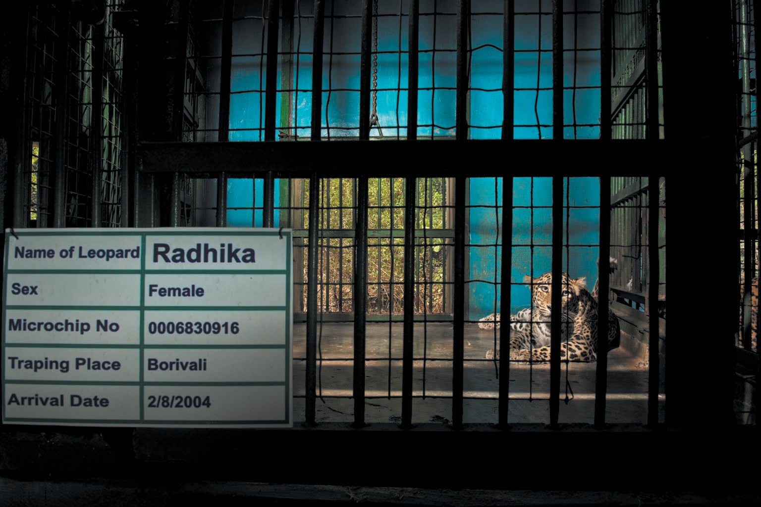 A leopard is shown in a cage at a rescue center.