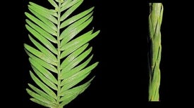 ecology research articles ecology research articles