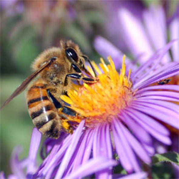 Bee Hunt!