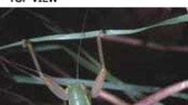 Gladiators: A New Order of Insect: An Order is Born