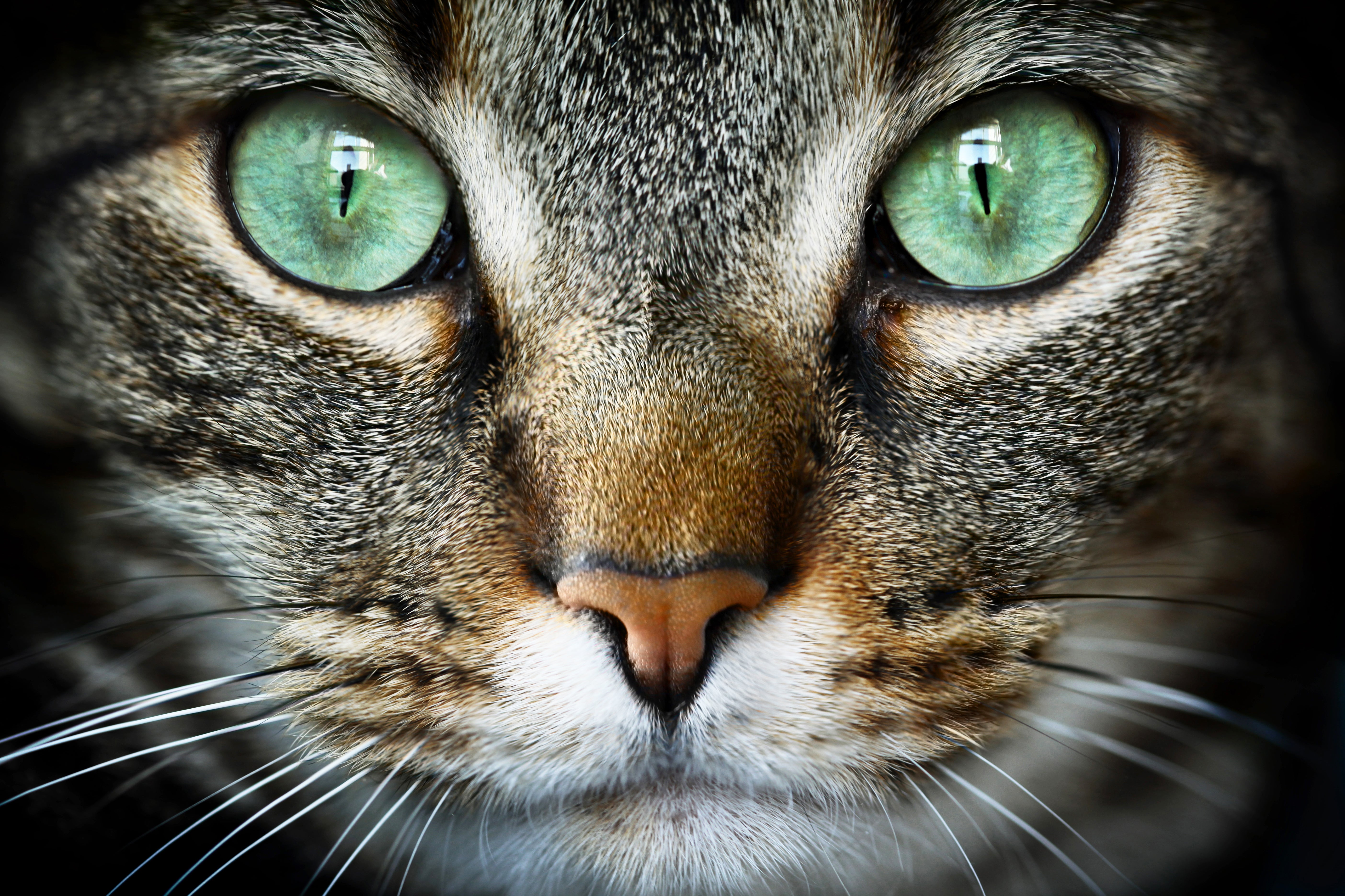 Сделать глаза кошке. Морда кошки. Глаза кошки. Кошка крупным планом. Морда кота крупным планом.